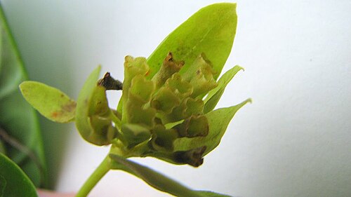 Aegiphila fluminensis: Aegiphila fluminensis Vell.