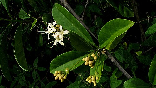 Aegiphila fluminensis: Aegiphila fluminensis Vell.