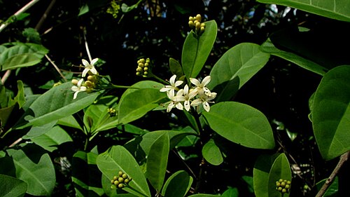 Aegiphila fluminensis: Aegiphila fluminensis Vell.
