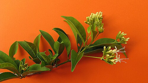 Aegiphila fluminensis: Aegiphila fluminensis Vell.