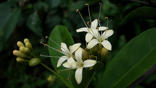 Aegiphila fluminensis: At anthesis, early in the morning.