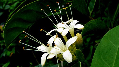 Aegiphila fluminensis: At anthesis, early in the morning.
