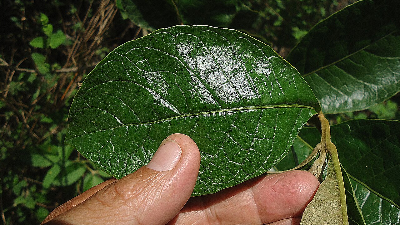 Aegiphila macrantha: Aegiphila macrantha Ducke