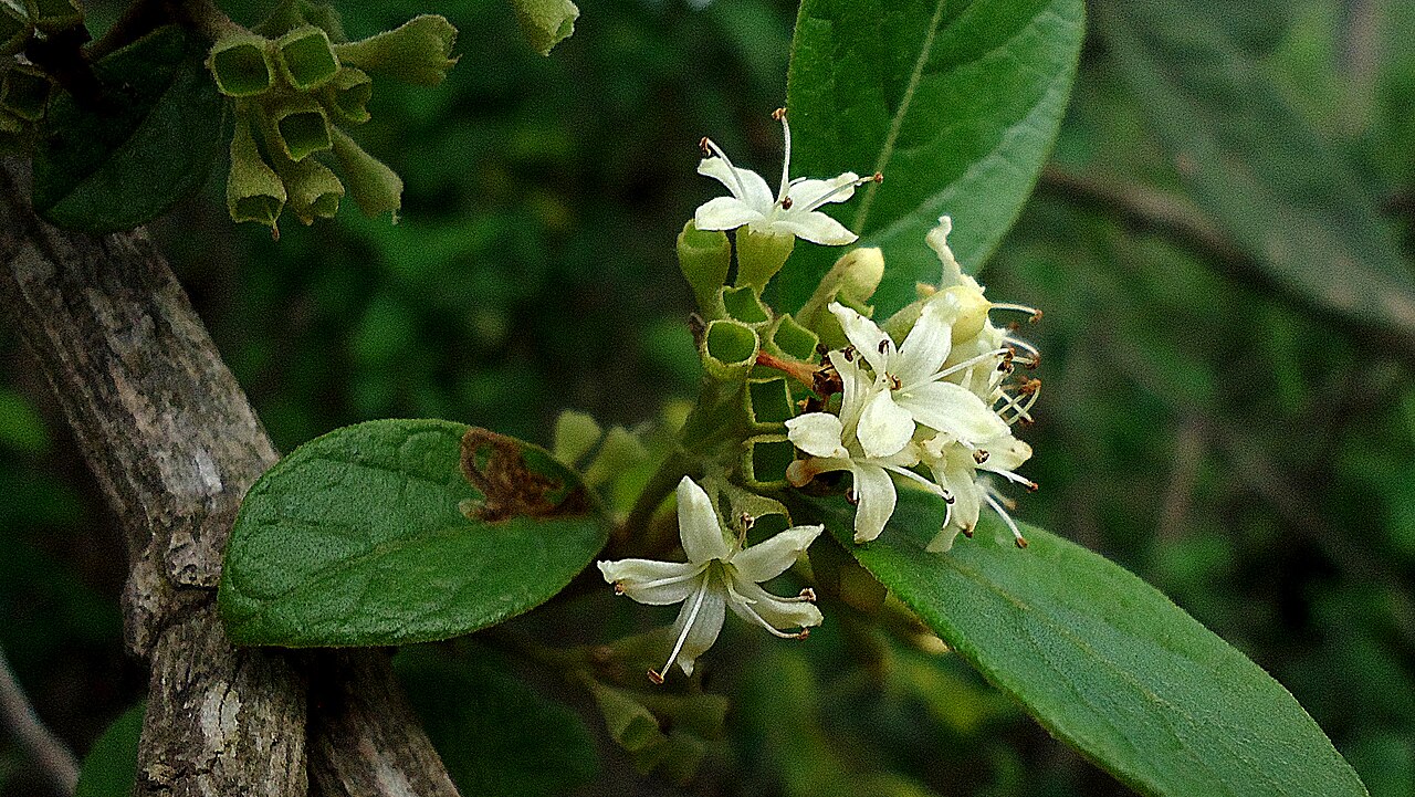 Aegiphila macrantha: Aegiphila macrantha Ducke