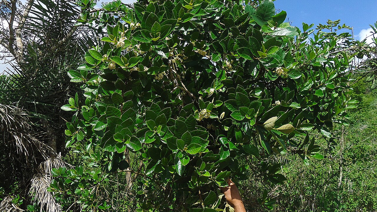 Aegiphila macrantha: Aegiphila macrantha Ducke
