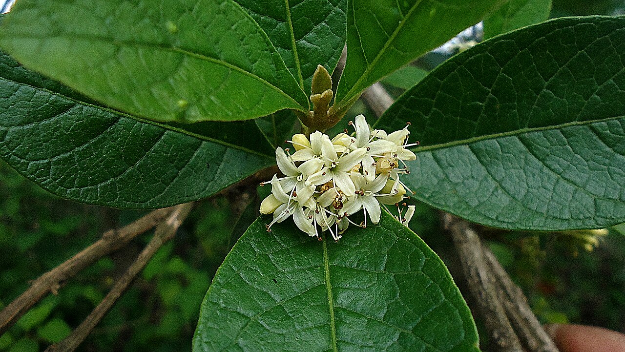 Aegiphila macrantha: Aegiphila macrantha , Entre Rios, Bahia Brazil