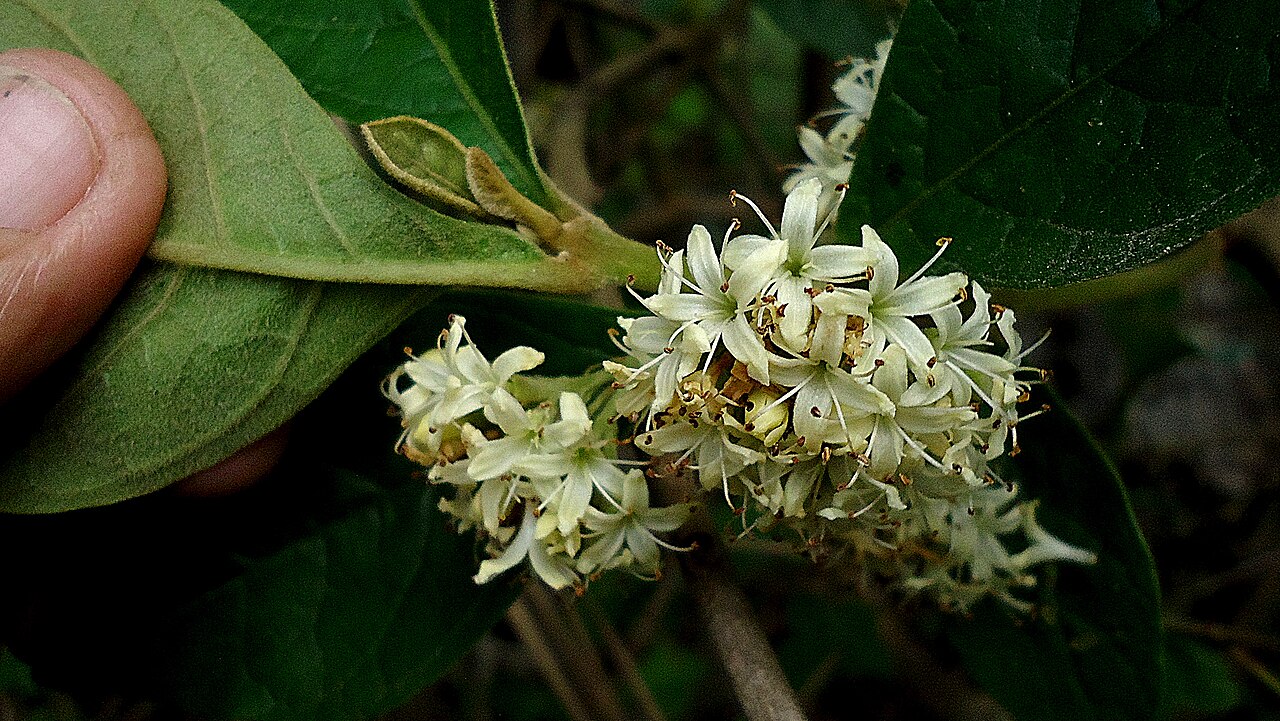 Aegiphila macrantha: Aegiphila macrantha Ducke