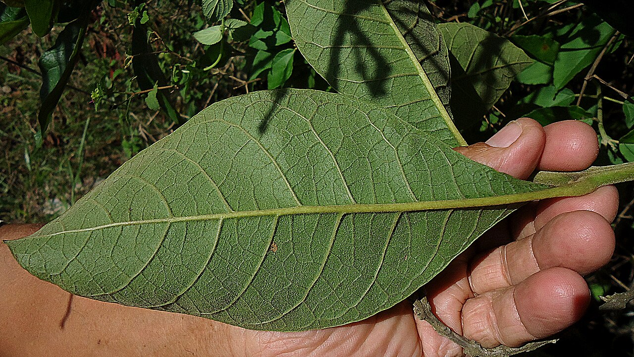 Aegiphila macrantha: Aegiphila macrantha Ducke