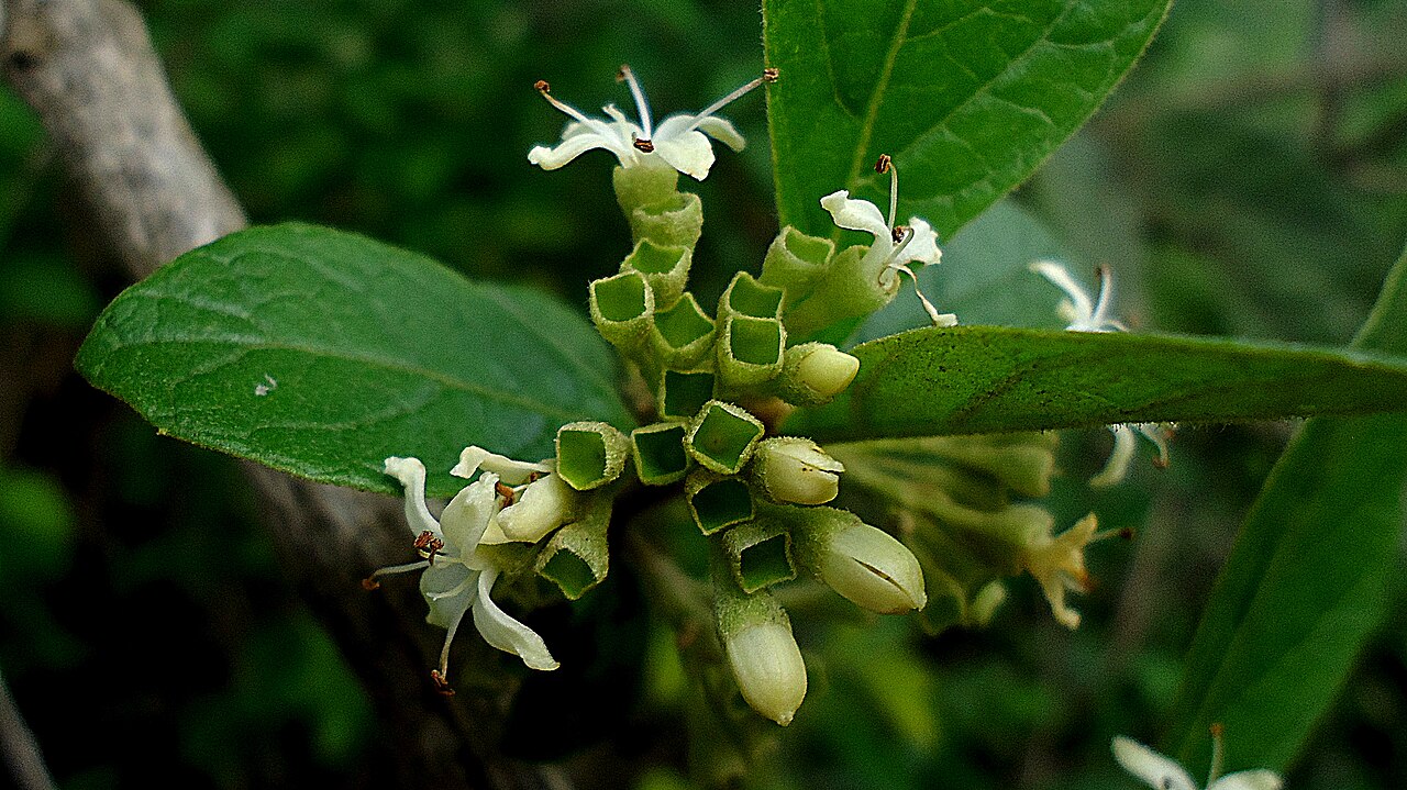 Aegiphila macrantha: Aegiphila macrantha Ducke