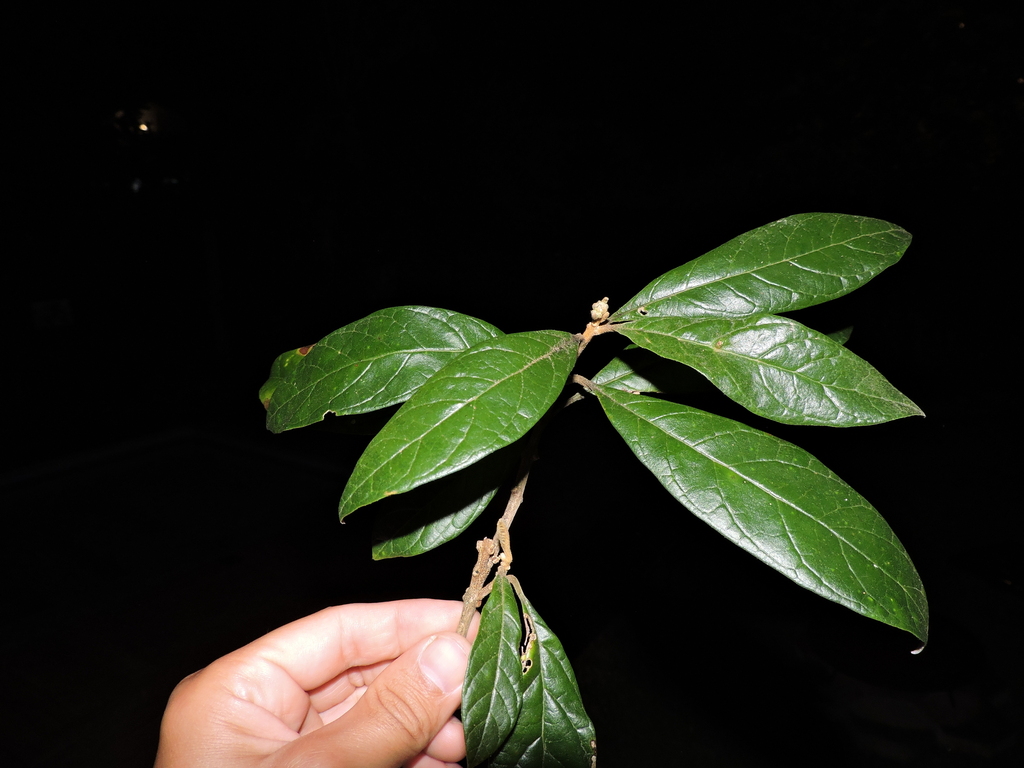 Aegiphila obducta (Aegiphila obducta)