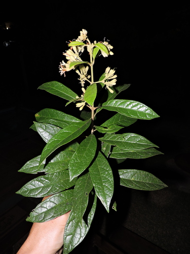Aegiphila obducta (Aegiphila obducta)