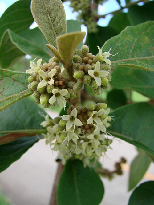 Aegiphila verticillata: Aegiphila lhotzkiana - LAMIACEAE Parque Olhos D' Água - Brasília - Distrito Federal - Brasil.