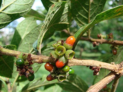 Aegiphila verticillata: Aegiphila lhotzkiana - LAMIACEAE Parque Olhos D' Água - Brasília - Distrito Federal - Brasil.