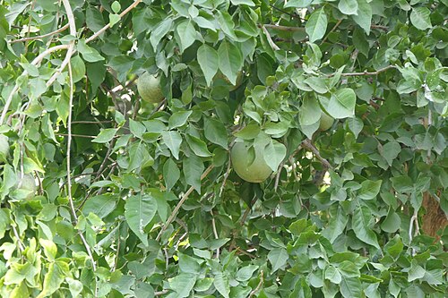 Indian bael: Aegle marmelos (L.) Corrêa