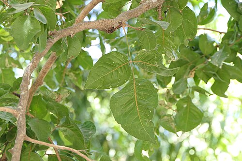 Indian bael: Aegle marmelos (L.) Corrêa