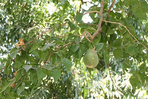 Indian bael: Aegle marmelos (L.) Corrêa