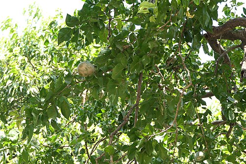 Indian bael: Aegle marmelos (L.) Corrêa