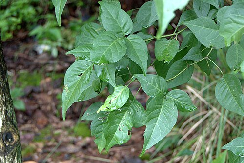 Indian bael: Aegle marmelos (L.) Corrêa