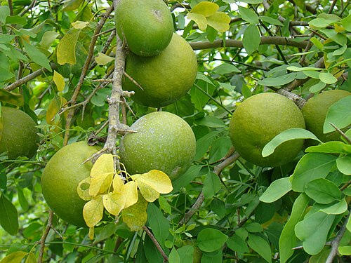 Indian bael: Close-up of a cluster of large but unripe fruits hanging from a Bael (Aegle marmelos / Rutaceae) tree in the Fruit And Spice Park, Homestead, Florida. Note the 