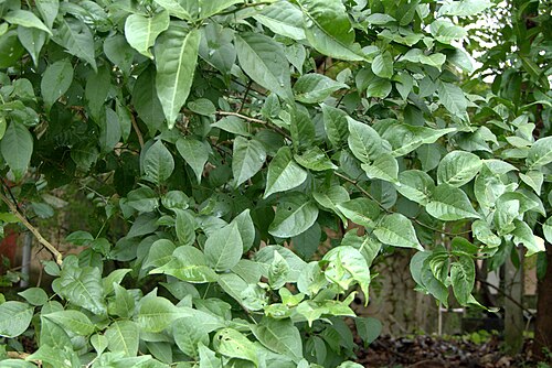 Indian bael: Aegle marmelos (L.) Corrêa