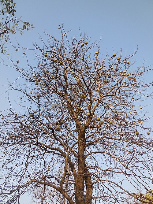 Indian bael: Aegle marmelos (Bael ) tree