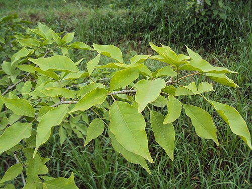 Indian bael: Aegle marmelos