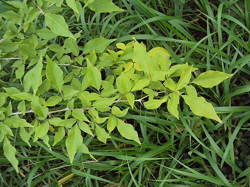 Indian bael: Aegle marmelos