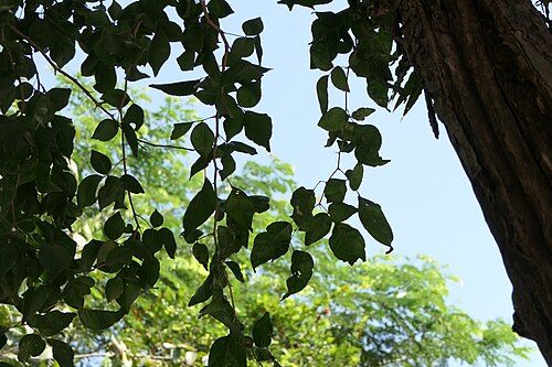 Indian bael: Aegle marmelos (L.) Corrêa