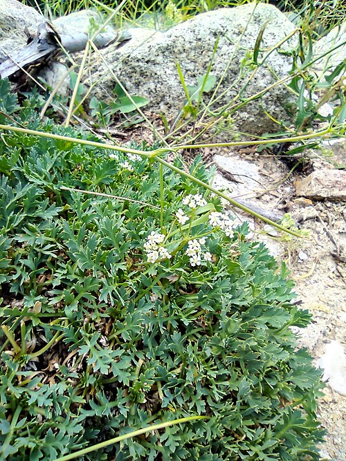 Aegokeras caespitosa: Picture of Aegokeras caespitosa from iNaturalist.