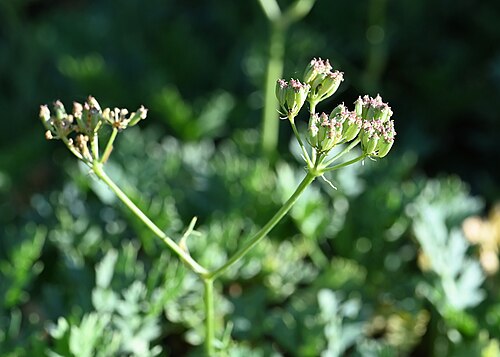 Aegokeras caespitosa: Aegokeras caespitosa in the Botanischer Garten, Berlin-Dahlem