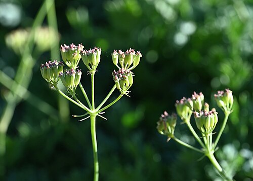 Aegokeras caespitosa: Aegokeras caespitosa in the Botanischer Garten, Berlin-Dahlem
