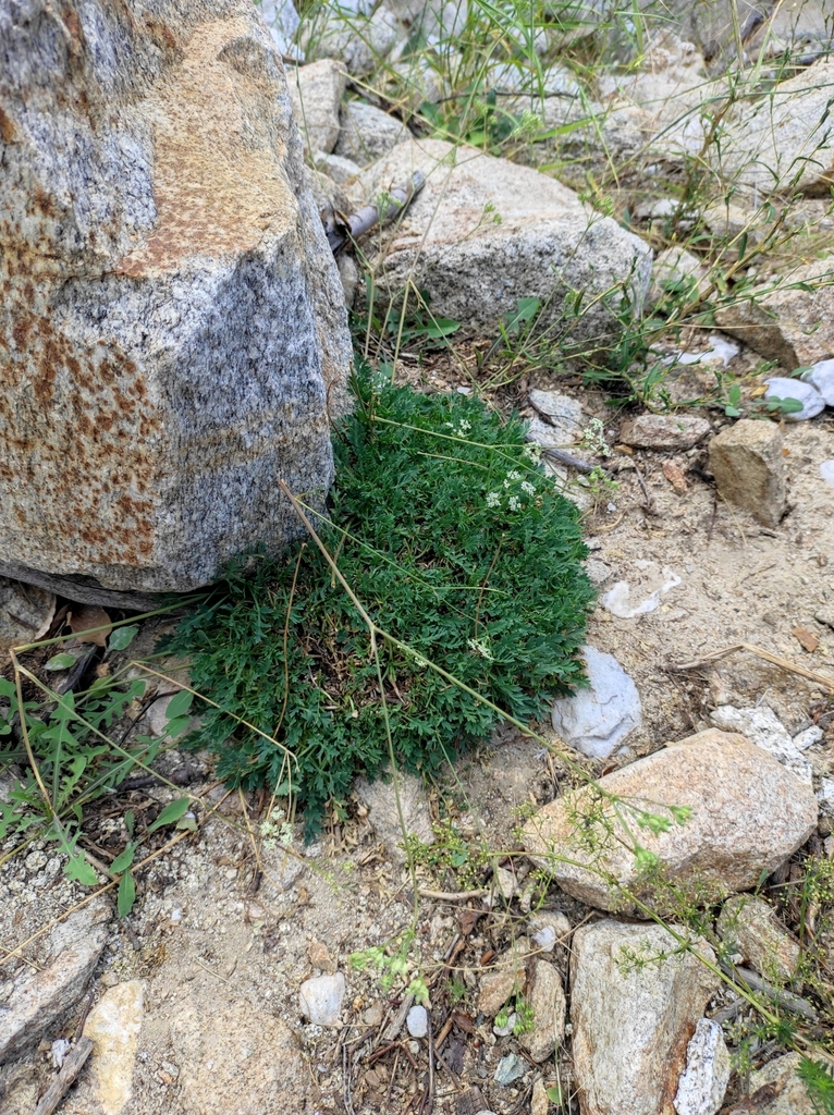 Aegokeras caespitosa (Aegokeras caespitosa)