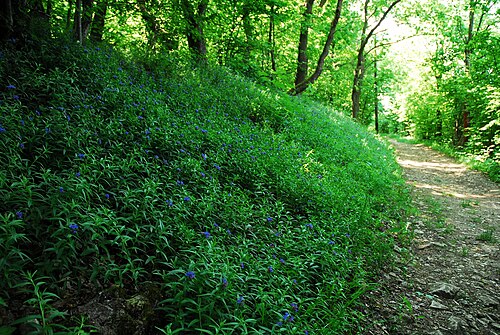 Aegonychon purpurea-coeruleum