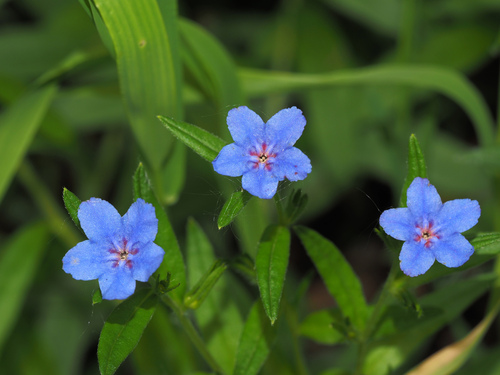 Aegonychon purpurocaeruleum (Aegonychon purpurocaeruleum)