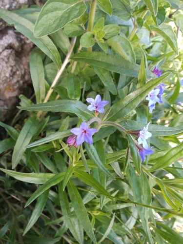 Aegonychon purpurocaeruleum (Aegonychon purpurocaeruleum)