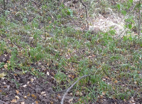 Aegonychon purpurocaeruleum (Aegonychon purpurocaeruleum)