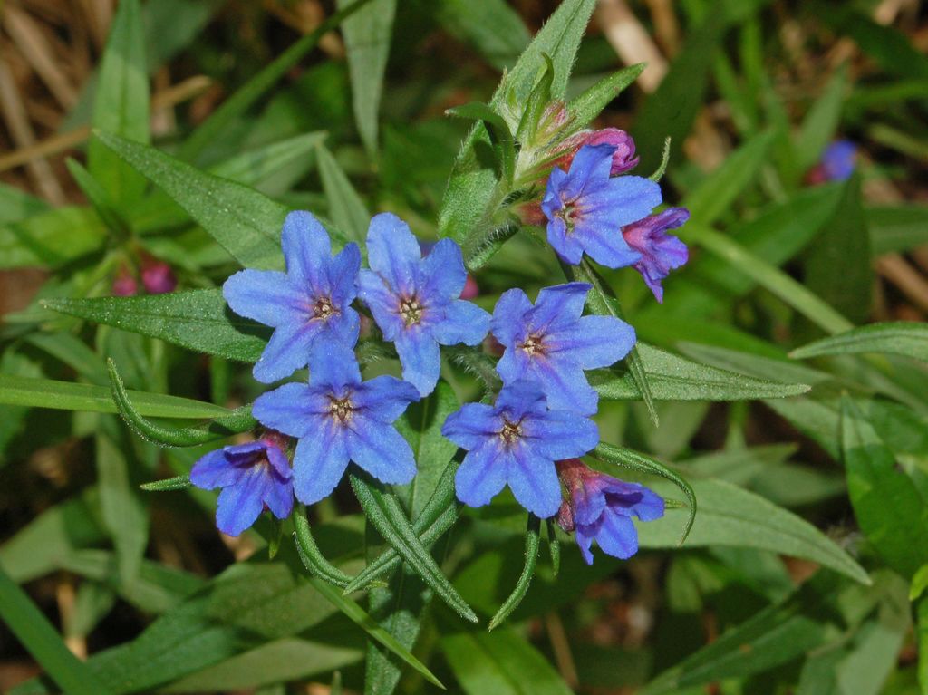 Aegonychon purpurocaeruleum: Buglossoides purpurocaerulea - Val Noci, Genova, Italy