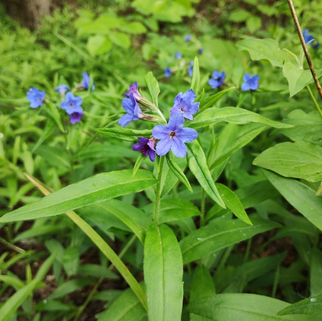Aegonychon purpurocaeruleum (Aegonychon purpurocaeruleum)