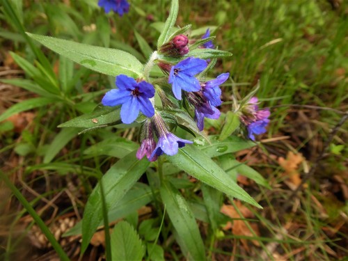 Aegonychon purpurocaeruleum (Aegonychon purpurocaeruleum)