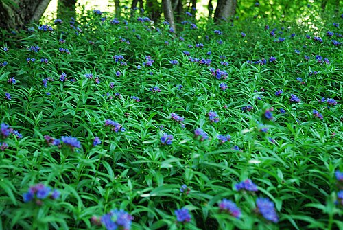 Aegonychon purpurocaeruleum: Naturschutzgebiet Gau-Algesheimer Kopf (Gau-Algesheim): Detailaspekt eines großen Bestands des Blauroten Steinsamens (Buglossoides purpurocaerulea) an einer Bös