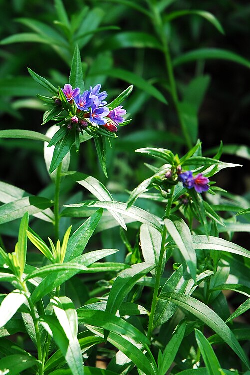 Aegonychon purpurocaeruleum: Naturschutzgebiet Gau-Algesheimer Kopf (Gau-Algesheim): Einzelpflanzen in einem großen Bestand des Blauroten Steinsamens (Buglossoides purpurocaerulea) an einer