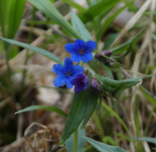 Aegonychon purpurocaeruleum (Aegonychon purpurocaeruleum)