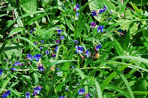 Aegonychon purpurocaeruleum: Naturschutzgebiet Gau-Algesheimer Kopf - Erweiterung (Gau-Algesheim): Wegsaum/Waldsaum am Westhang des Westerbergs mit Blaurotem Steinsamen (Buglossoides purpur