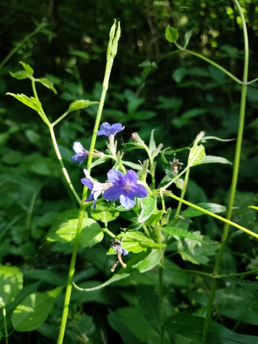Aegonychon purpurocaeruleum (Aegonychon purpurocaeruleum)