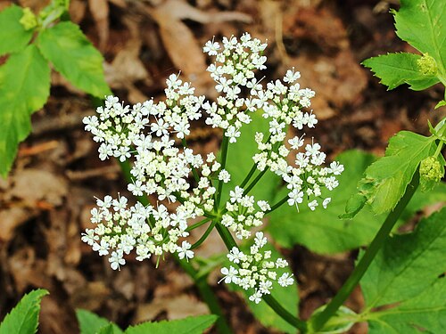 Bishop's goutweed: Aegopodium podagraria . Unwanted weeds in the garden.