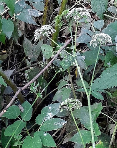 Bishop's goutweed (Aegopodium podagraria)