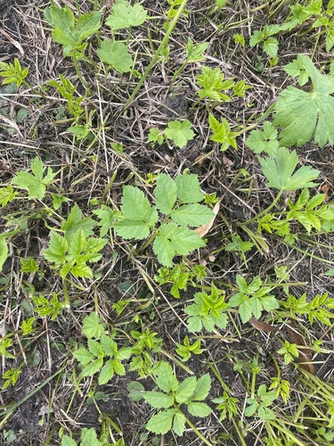 Bishop's goutweed (Aegopodium podagraria)