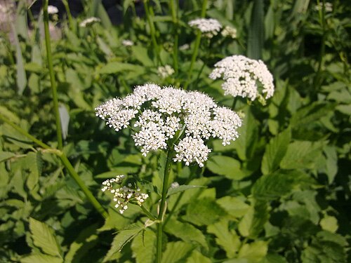 Bishop's goutweed: Floraison blanche en ombelle d'une plante non-identifiée à Grez-Doiceau.