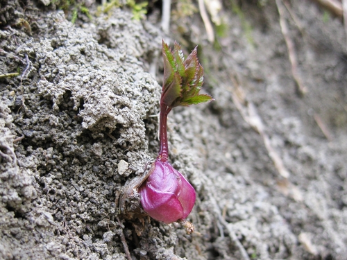 Bishop's goutweed (Aegopodium podagraria)
