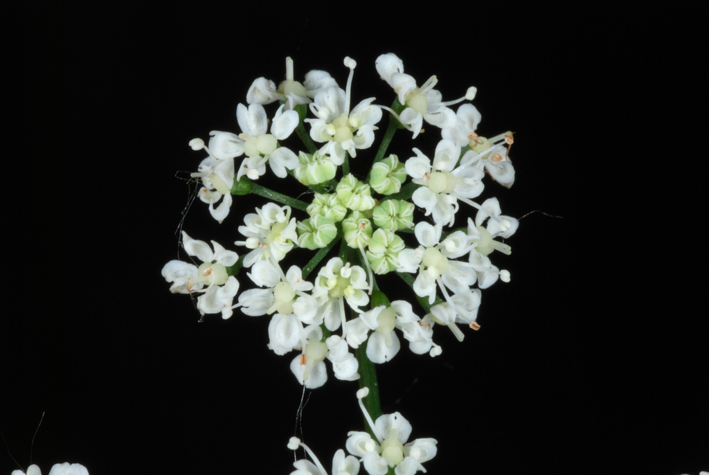 Bishop's goutweed (Aegopodium podagraria)